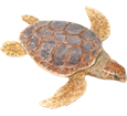 Loggerhead Sea Turtle ##STADE## - scale 26